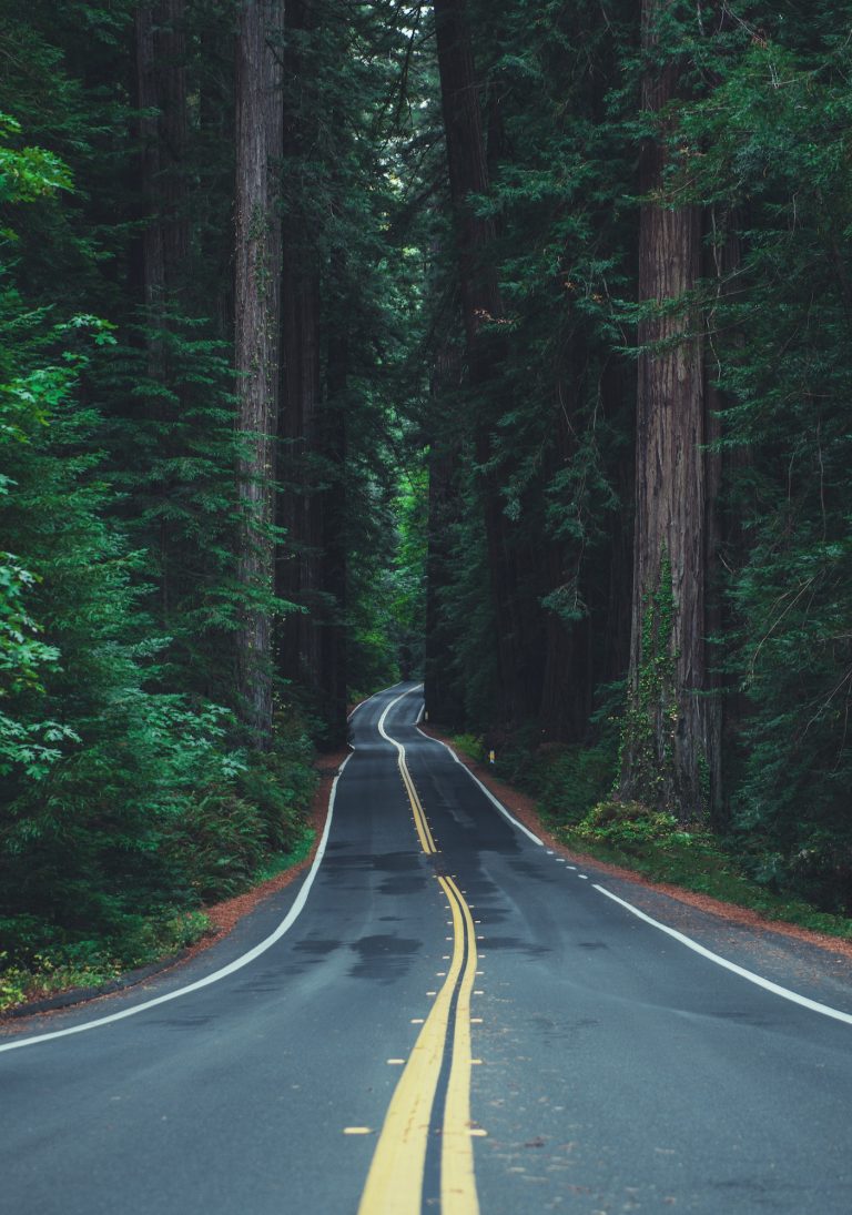 Famous California Redwood Highway