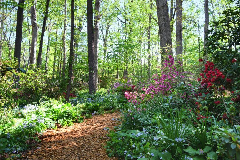 Path through woods forest with azaleas, mountain laurel and rhododendrons blooming