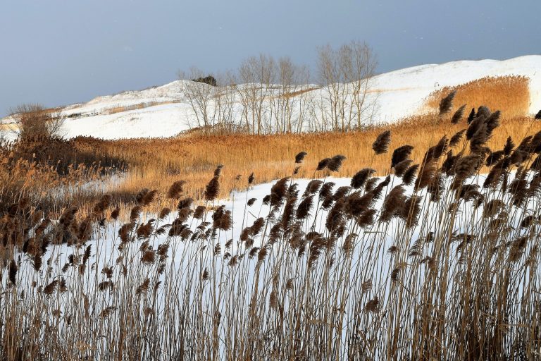 Snowy Illinois Winter Marsh